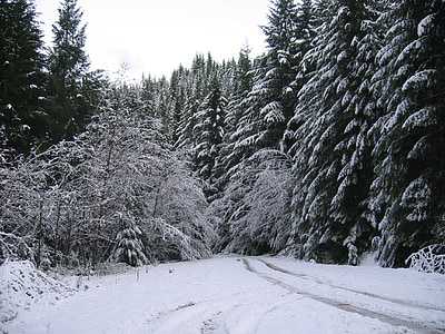 лес, Орегон, снег, Зимний пейзаж, путь