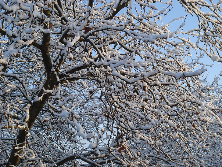 vinter, sne, vinterlige, kolde, træ