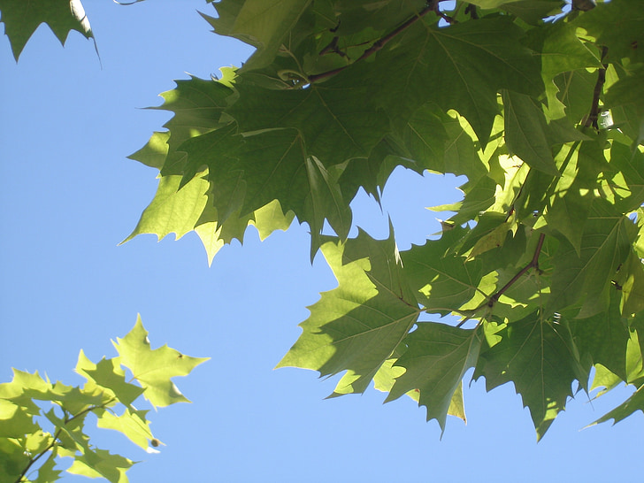 hojas, cielo azul, verano, naturaleza, verde, Fondo de cielo azul, planta