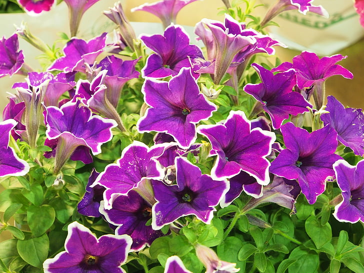 Pétunia, fleur de bovin 牽 court, bian blanc violet, Taipei