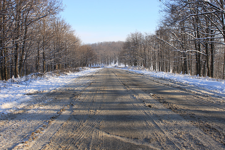 fred, bosc, carretera, neu, cobert de neu, arbres, blanc