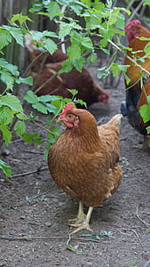 kyckling, âico, Rostbiff, kött