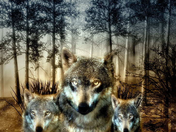 vilkas, miško, šuniukai, laukinių gyvūnų, medžiotojas, mėsėdžiams, kailinis