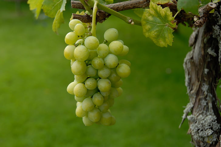 grüner Wein, reif, Ernte, Obst, Trauben, Grün, Wein