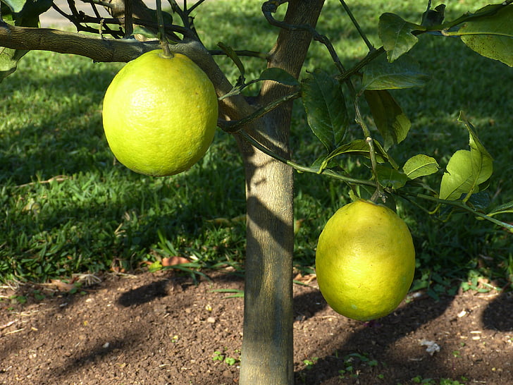 Lemon tree, citron, sura, gul, frukt, mat, vitaminer