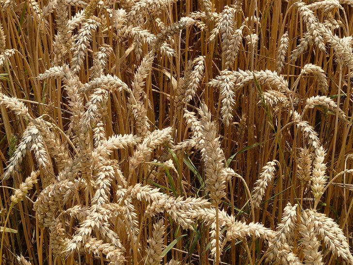 Spike, pšenice, žita, zrn, polje, žitno polje, koruzno polje