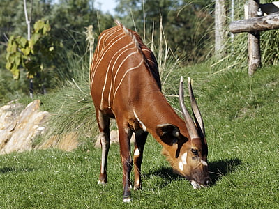 bongo, animal, cattle, africa, tragelaphus eurycerus, antelopes, wild animals