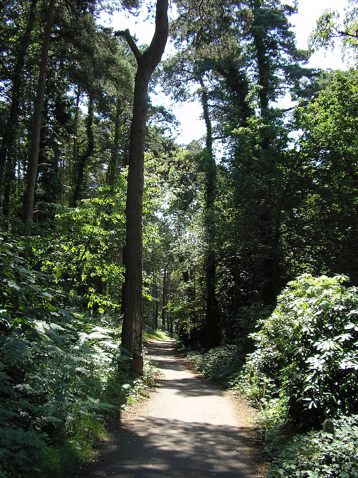 Forest, chodník, Príroda, Príroda, cesta, Woods, vonku
