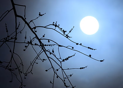 moonlight, branches, silhouette, night, moon, dark, spooky