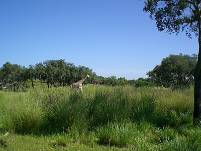 giraffe, sky, grass, summer, animal, wild, nature