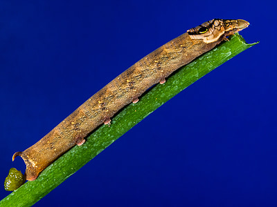 Caterpillar, brun, hvordan en gren, Luk, insekt, dyr, natur
