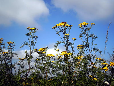 flores, amarillo, cielo, nubes, naturaleza, pétalos de, Fleurs des champs