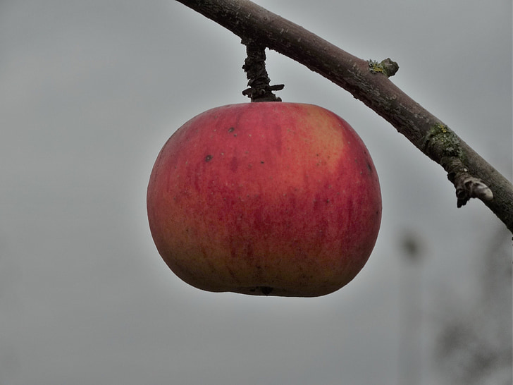 jabolko, zrel, sadje, podružnica, rdeča, hrane, koščičasto sadje