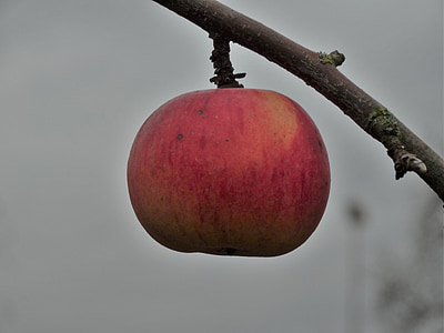 apple, ripe, fruit, branch, red, food, stone fruit