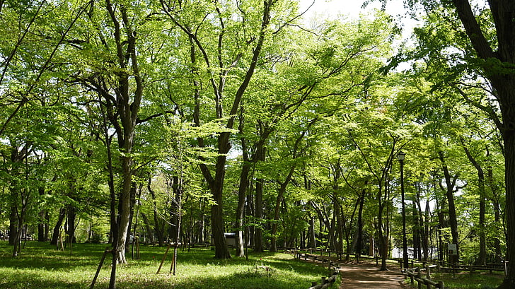 verde, bosque, Parque, árbol, naturaleza, al aire libre, verano