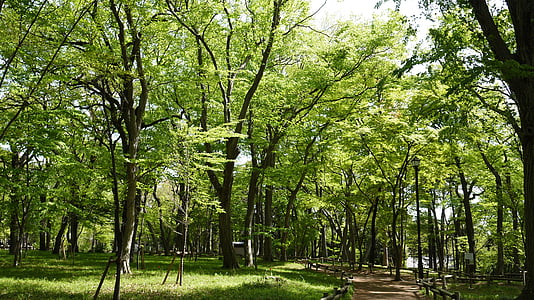 zöld, erdő, Park, fa, természet, a szabadban, nyári