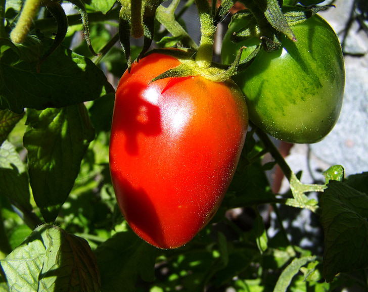 punane-roheline tomat, köögiviljad, toidu, punane, roheline, suvel, terve