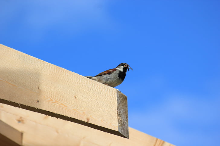 sparrow, bird, sperling, feed, animal