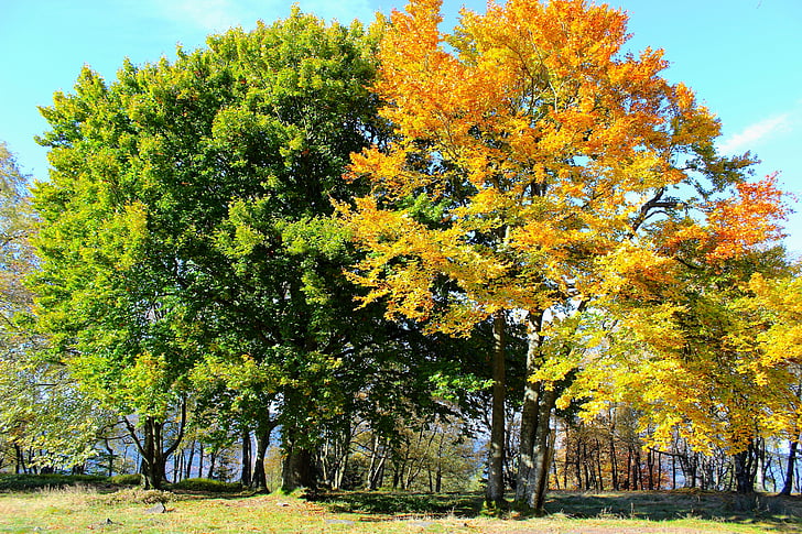 autumn, trees, leaves in the autumn, golden autumn, fall color, autumn colours, mood