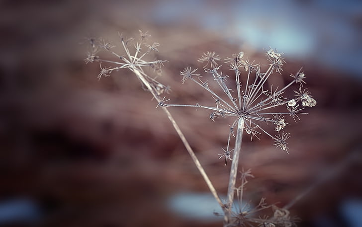 plant, dry, faded, seeds, brown, nature, winter