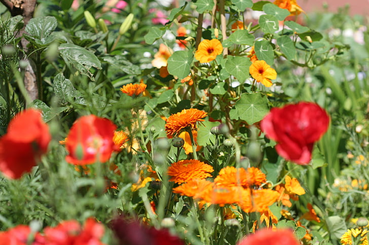 klatschmohn, kadife çiçeği, thunbergia, Kırmızı, Sarı, Turuncu, Yangın renk