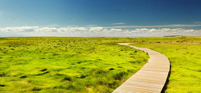 wooden, pathway, green, grass, blue, sky, daytime