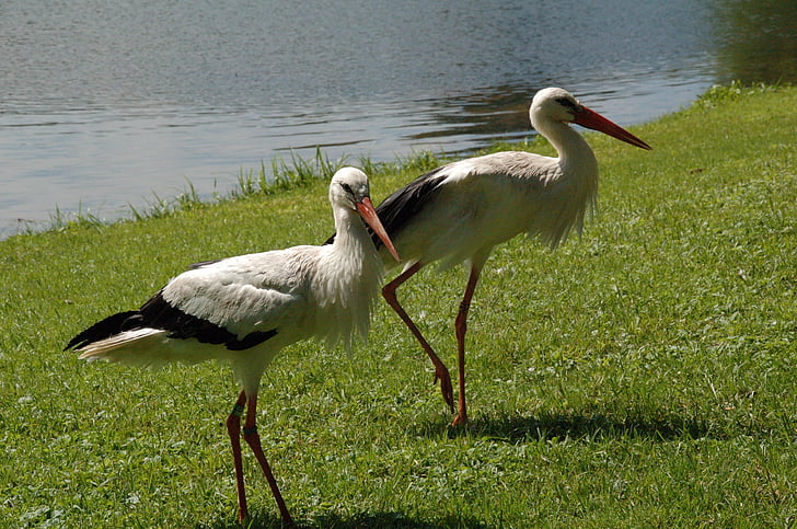 Stork, par, haven, Rattle stork, sort og hvid stork