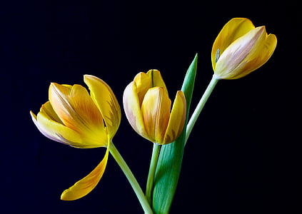 três, tulipas, flores, Tulipa, Primavera, flores, amarelo, flor