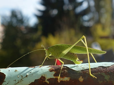 grasshopper, katydid, long probe shrink, insect, animal, close, nature