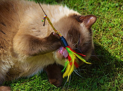 macska, brit Rövidszőrű, játék, mieze, telivér, kedves, szőrme