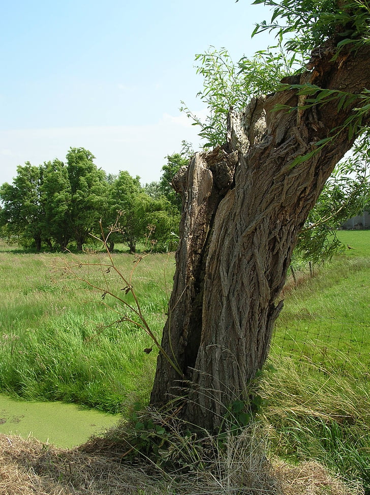 Pollard willow, cillaarshoek, Polder, árbol, naturaleza, hierba, al aire libre