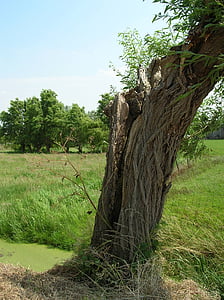 Pollard wierzby, cillaarshoek, polder, drzewo, Natura, trawa, na zewnątrz