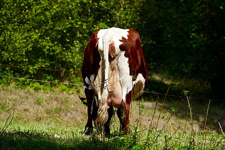Tier, Kuh, Kühe, Landwirtschaft, Wiese, Rindfleisch, Grass
