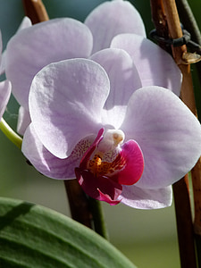 orquídia, flor, flora, floristeria, planta, encantadora, natura