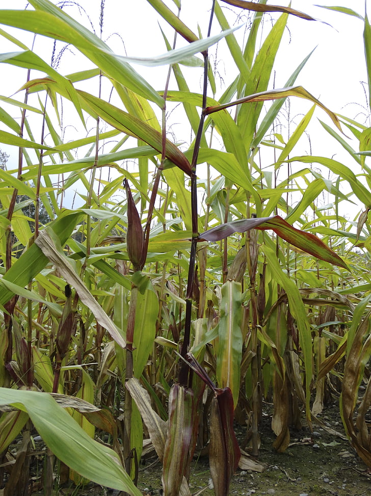 polje kukuruza, kukuruz, biljka, priroda, hrana, Poljoprivreda, biljke kukuruza
