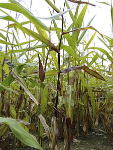 cornfield, corn, plant, nature, food, agriculture, corn plants