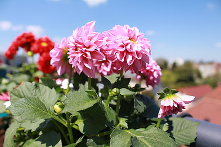 bunga, musim semi, Dahlia, bunga merah muda, Osteo, balkon