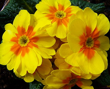 Primel, Frühlingsblume, gelbe Blume, Natur, Blume, gelb, Anlage