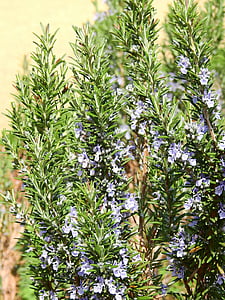 rosemary, spice, plant, herbs, green, food, healthy
