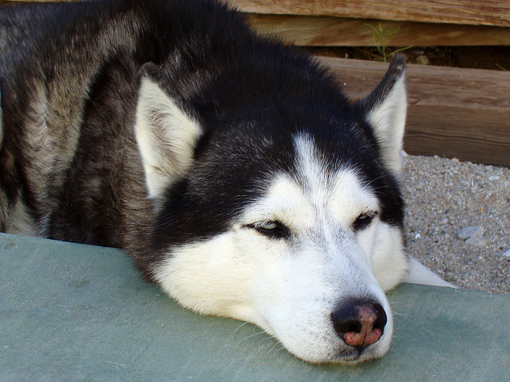 siberian husky, sleeping, dog
