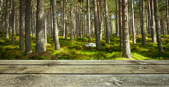 fons, Žagars, meža, prezentācija, wallpaper-Download Photo, krāsas, zaļa