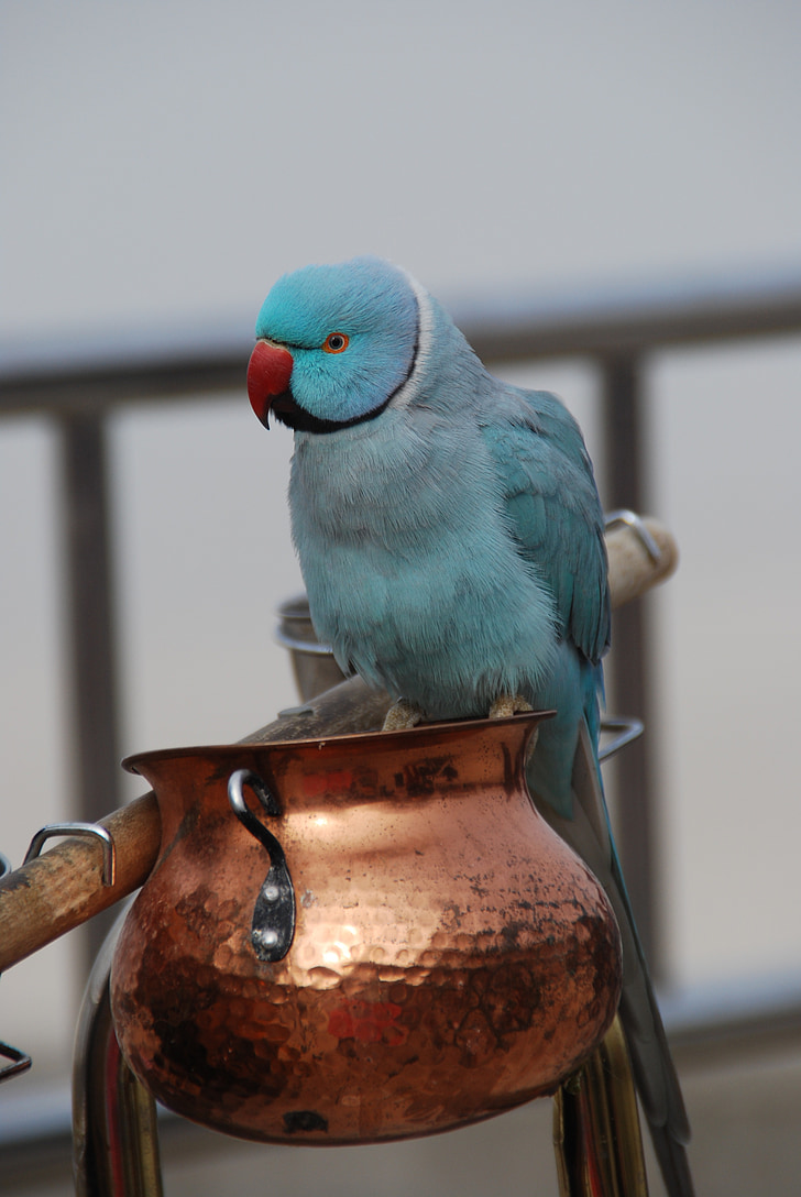 papagaio azul, papużka, pássaro, natureza, animal