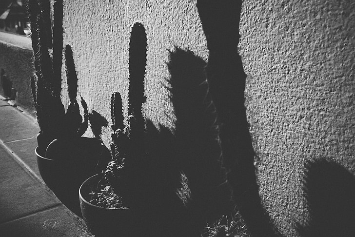 ombre légère, noir et blanc, suis solitaire, Cactus, plante, silhouette, pot de fleur
