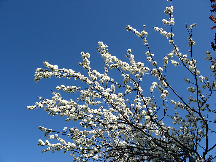 flowers, sky, plant, blossom, bloom, blue, white