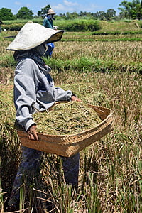 Bali, Indonézia, utazás, rizs mezők, betakarítás, -rizs-termés, nő