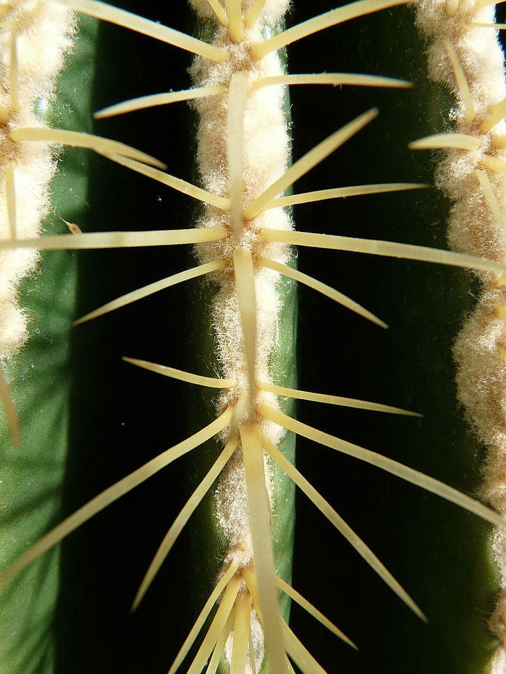gouden bal cactus, Cactus, cactus broeikasgassen, Echinocactus, Spur, stekelig, plant