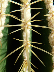 kaktus złotą piłkę, Kaktus, cieplarnianych Kaktus, Echinocactus, Spur, kłujące, roślina