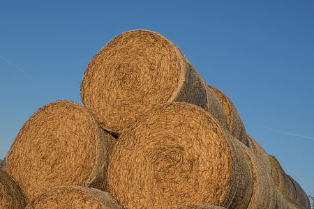 straw, stroballen, round bales, agriculture, bale, straw bales, cattle feed