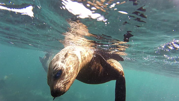 Seal, Snorkel, Duiker island, havet, Underwater, djur, sjölejon