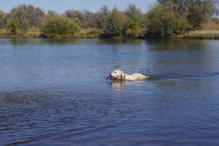 犬, フェッチ, 取得, ゴールデン ・ リトリーバー, 水, 泳ぐ, スティック